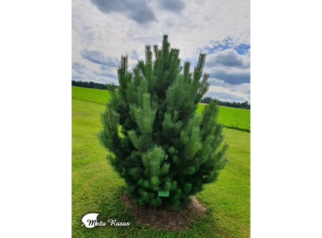 Pinus sylvestris   'Watereri'
